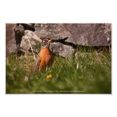 American Robin Photo Print