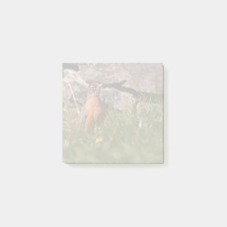 American Robin Post-it Notes
