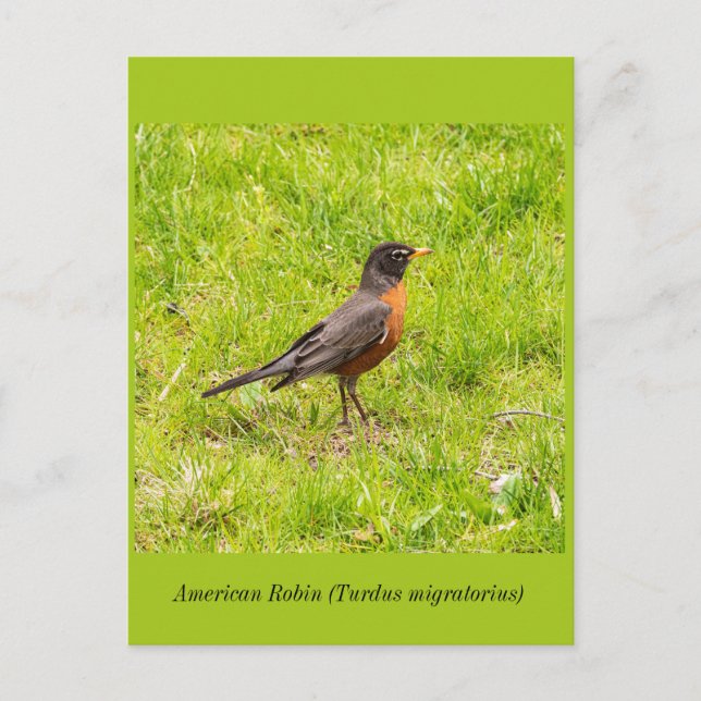 American Robin Postcard (Front)