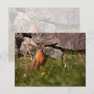 American Robin Postcard