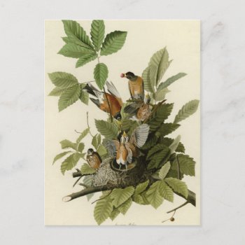 American Robin Postcard by birdpictures at Zazzle