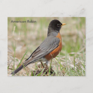 American Robin Postcard