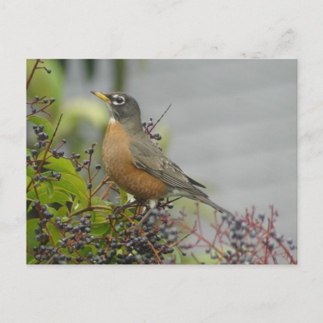 American Robin Postcard (Front)