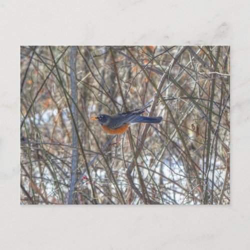 American Robin Postcard