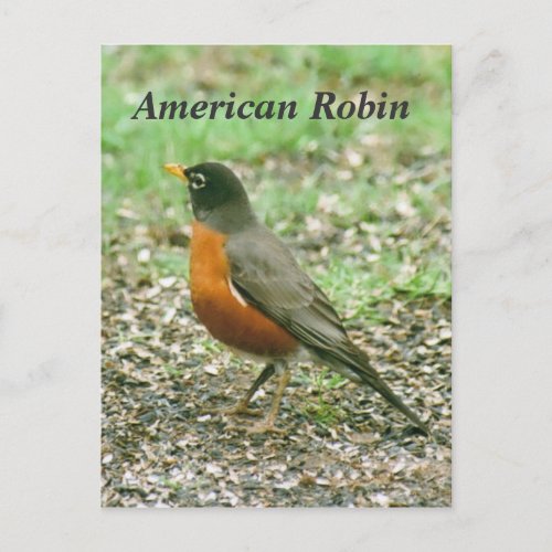 American Robin Postcard