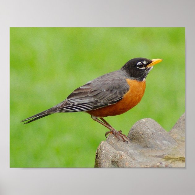 Tirage Photo Décoratif Le Robin (Merle D'Amérique) - Signé Poppypics, Prêt à Accrocher