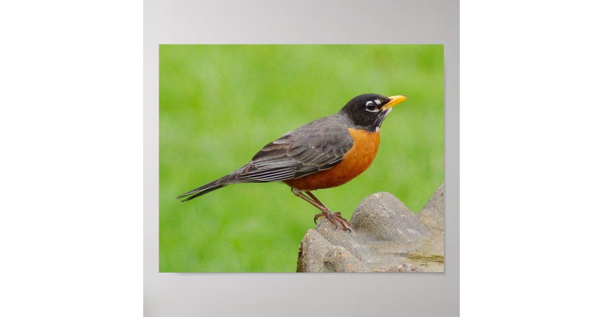 American Robin Print | Zazzle