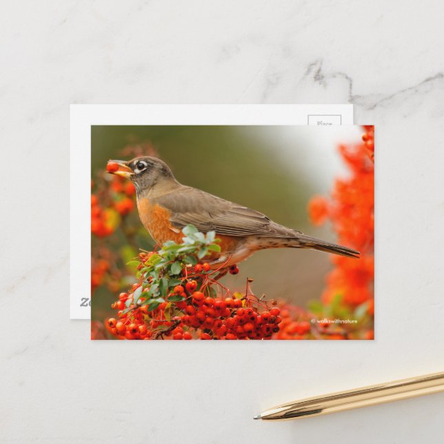 American Robin Songbird with Red Berry Postcard (Front/Back In Situ)