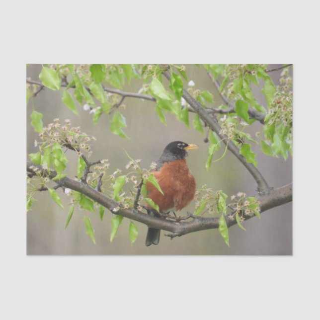 American Robin Spring Blossoms Tissue Paper (Front)