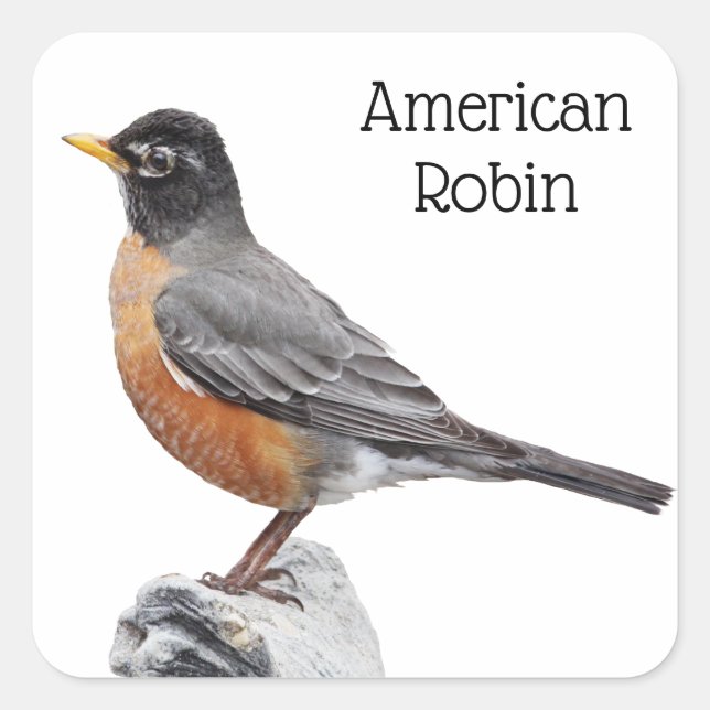 American Robin Square Sticker (Front)