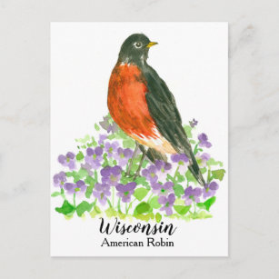 American Robin State Bird of Wisconsin Postcard