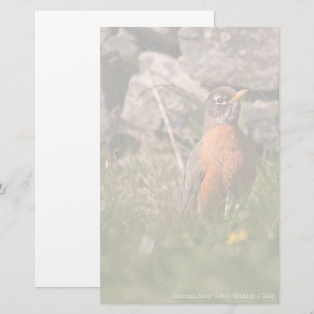 American Robin Stationery (Front/Back)