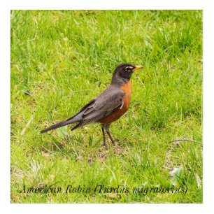 American Robin (Turdus migratorius) Acrylic Print