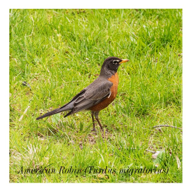 American Robin (Turdus migratorius) Acrylic Print (Front)