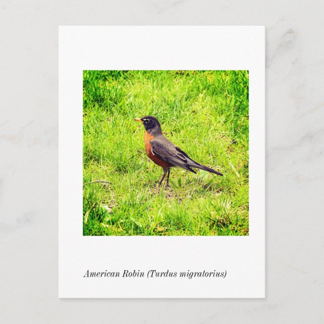 American Robin (Turdus migratorius) Postcard (Front)