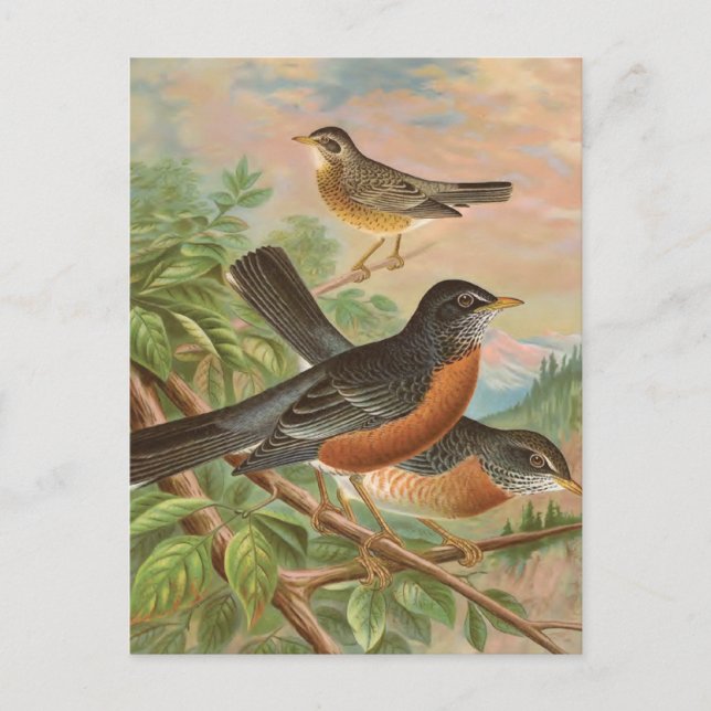 American Robin Vintage Bird Illustration Postcard (Front)