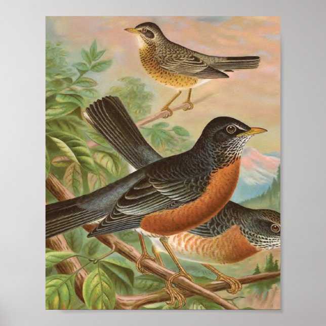 American Robin Vintage Bird Illustration Poster (Front)