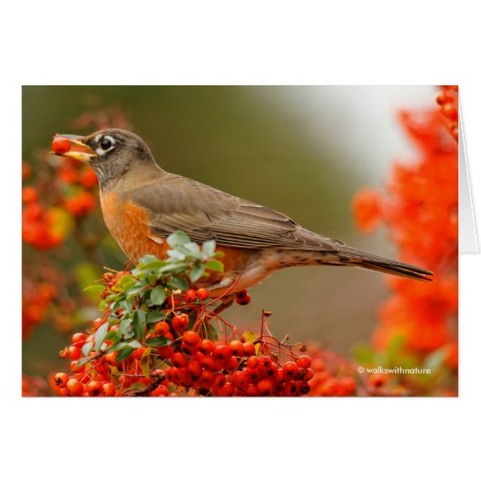 American Robin with a Pyracantha Pomme Cards (Front Horizontal)