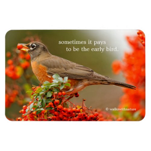 American Robin with a Pyracantha Pomme Magnet