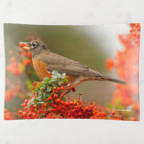 American Robin with a Pyracantha Pomme Trinket Tray
