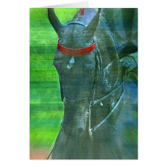 American Saddlebred (Front)