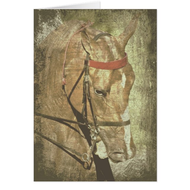 American Saddlebred Cards (Front)