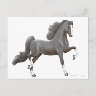 American Saddlebred Horse Postcard