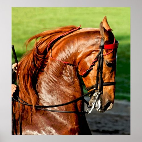 American Saddlebred Horse Poster Print