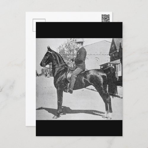American Saddlebred Horse Vintage Photograph Postcard