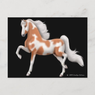 American Saddlebred Pinto Postcard