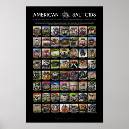 American Salticids Jumping Spider Faces Poster