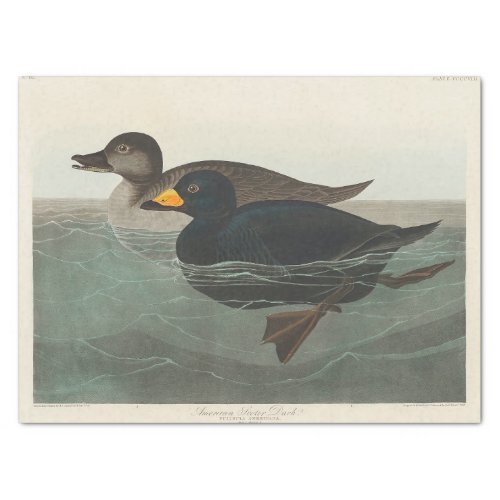 American Scoter Duck from Birds of America 1827 Tissue Paper