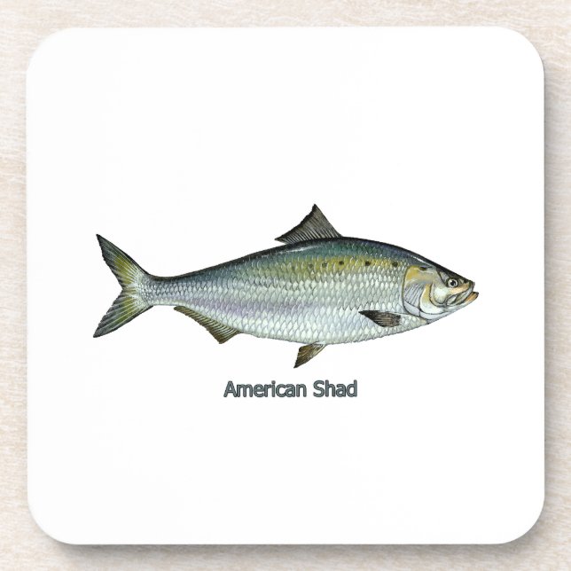 American Shad Drink Coaster (Front)