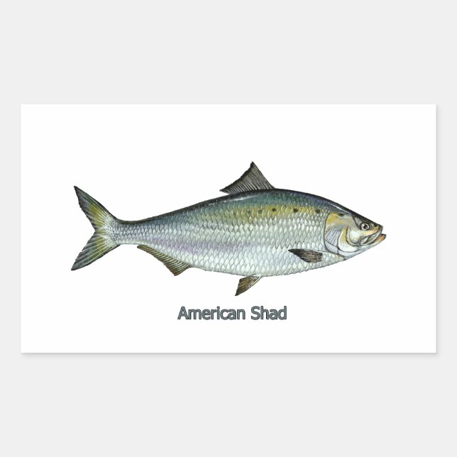American Shad Rectangular Sticker (Front)