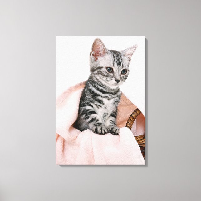 American Shorthair 11 Canvas Print (Front)