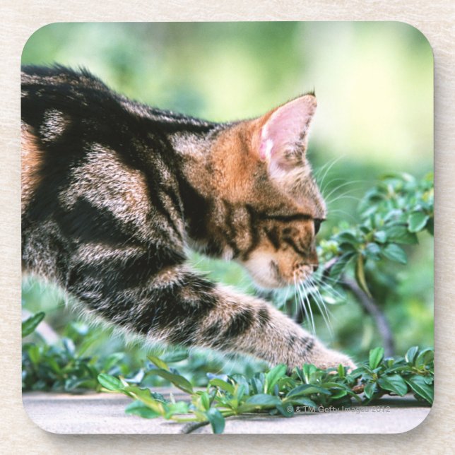 American Shorthair 7 Drink Coaster (Front)