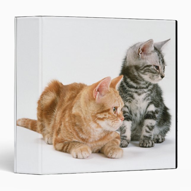 American Shorthair Binder (Front/Spine)