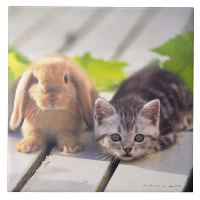 American Shorthair & Bunny Ceramic Tile (Front)