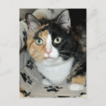 American Shorthair Calico Shelter Cat Postcards