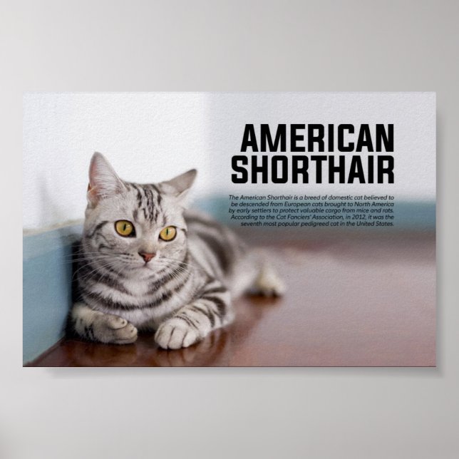 American Shorthair Cat Breed Poster (Front)