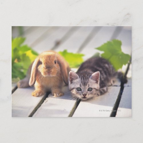 American Shorthair is the most popular and most Postcard