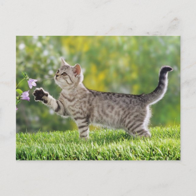 American shorthair kitten postcard (Front)