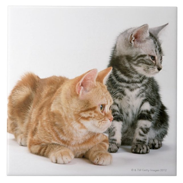 American Shorthair Tile (Front)