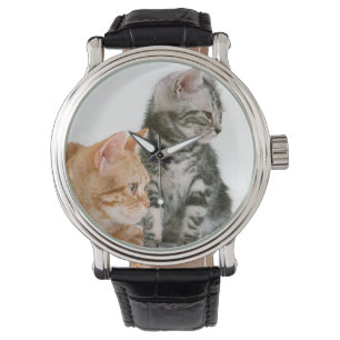 American Shorthair Watch