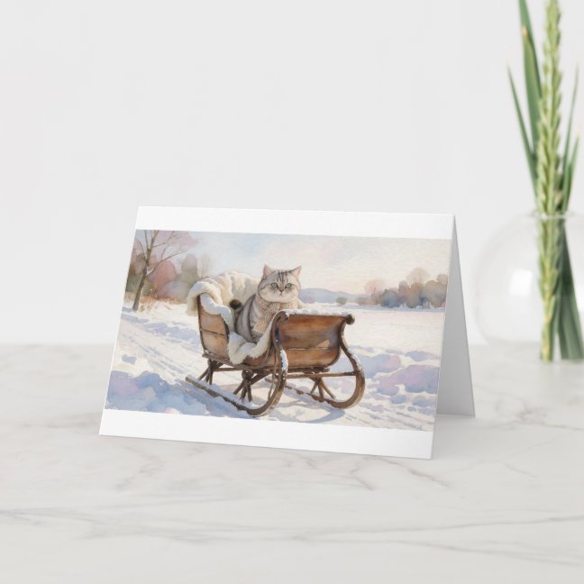 American Shorthair Cat Collection — preview