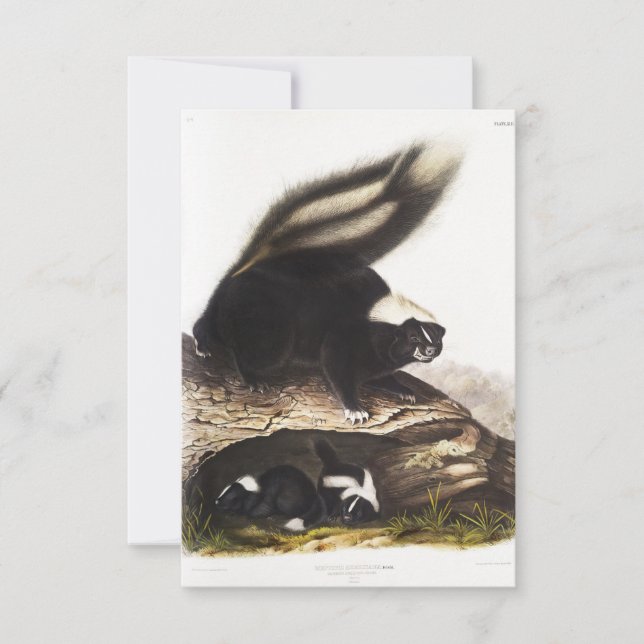 American Skunk Portrait Invitation (Front)