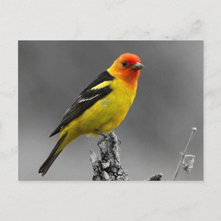 american songbird american songbird