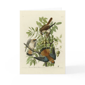 American Sparrow Hawk - Audubon's Birds of America Card