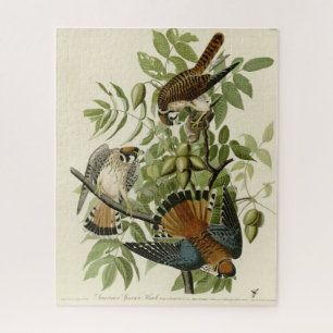 American Sparrow Hawk - Audubon's Birds of America Jigsaw Puzzle