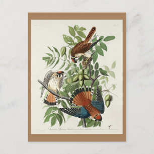 American Sparrow Hawk, Birds of America Postcard